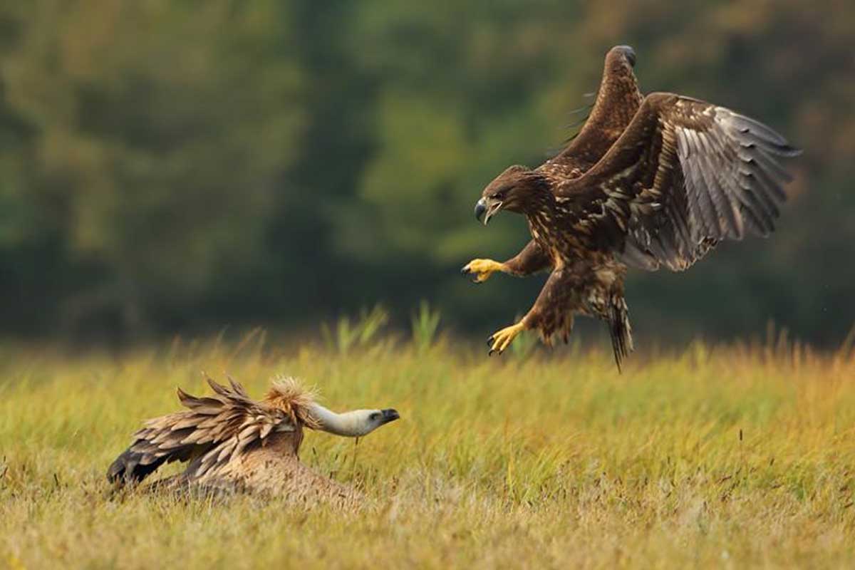 Being the Bird of Prey: Attacking the Competition with Voracity